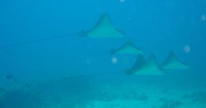 Spotted-Eagle-Rays